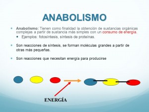 10 Ejemplos de anabolismo