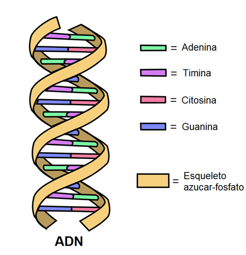 Estructura de ADN